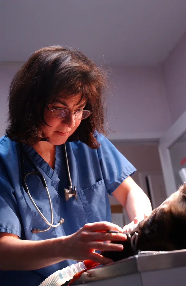 Portland City Roundup: Emergency Canine Health Alert and February Service Notices