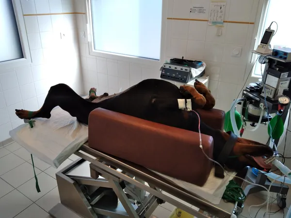 Portland Dog Recovers After Rare Brain Surgery as Veterinary Neurosurgery Expands Across Oregon