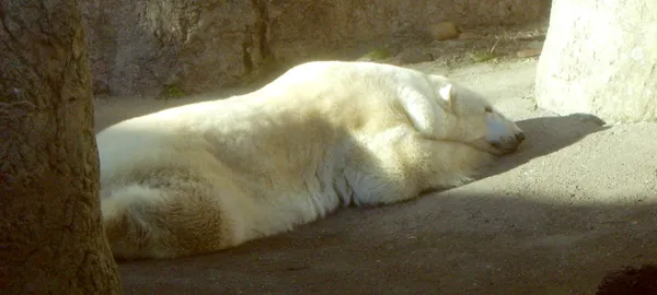 Oregon Zoo welcomes young polar bear Kallik after transfer plan to strengthen managed population diversity