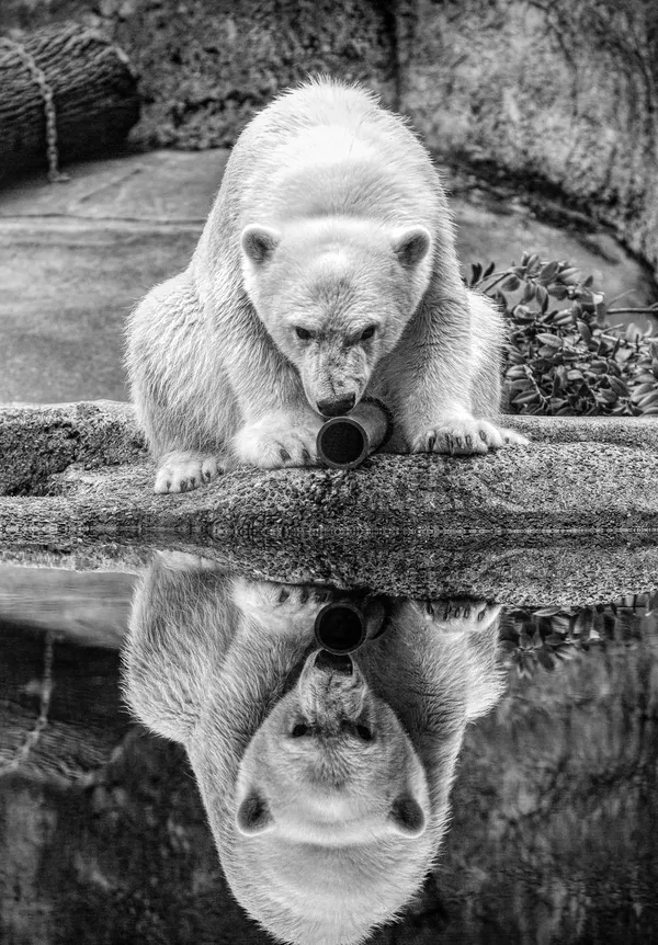Oregon Zoo’s polar bear Nora leaves Portland for Wisconsin breeding plan as exhibit enters transition